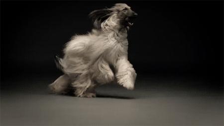 养什么狗出门很拉风,适合出门拉风的狗