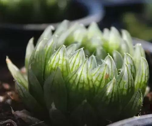 推荐轻松玩转100种常见多肉植物,700种多肉植物图鉴pdf百度云