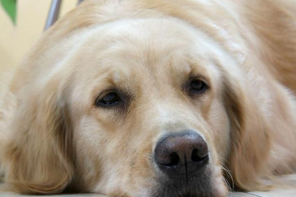 狗狗身上长红点会自己好吗,狗狗身上长红点并且抓痒怎么办