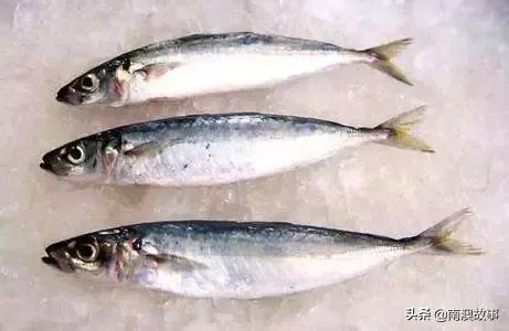 南澳渔民捕鱼视频,南澳渔民出海