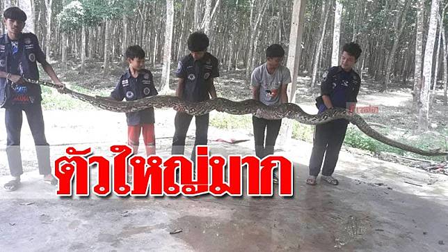 新加坡男子虐待小狗,泰国男子虐待15岁的狗