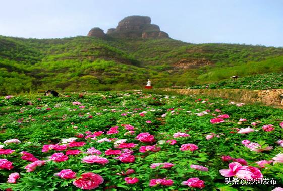 邢台看牡丹最佳地方,邢台牡丹基地在哪里