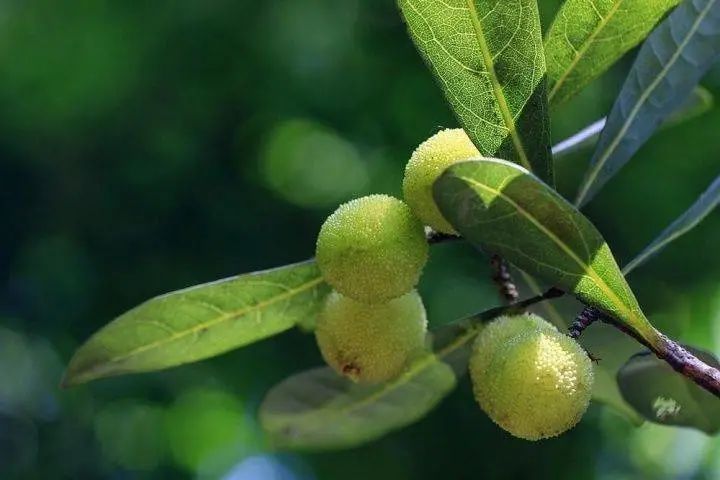 国家地理标志产品仙居杨梅,杨梅地理