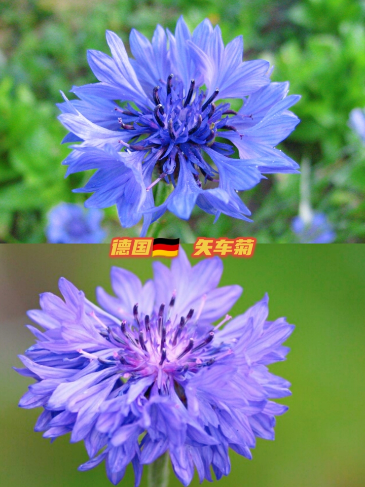 世界各国国花大全图片及名称,世界各国国花大全及图片