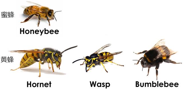 瓢虫害虫和益虫的区别图,益虫害虫有哪些视频