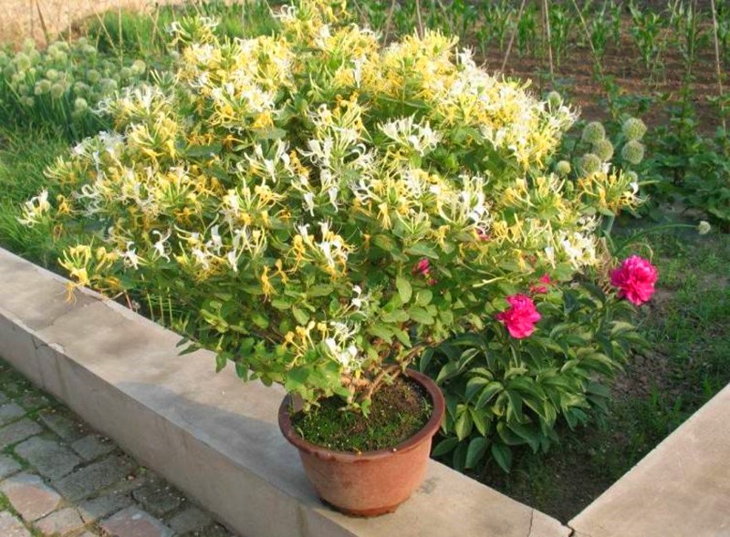 9种“健康花”,客厅一放,吸废气又高档,旺家更旺人