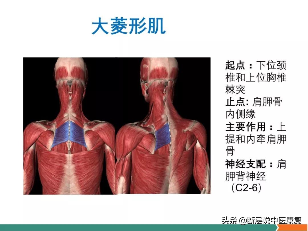 肩部肌肉解剖图详细图,肩部的16块肌肉分布图