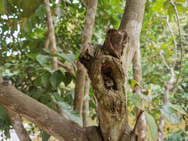 黄皮树要怎么修枝,黄皮树生长不好如何管理