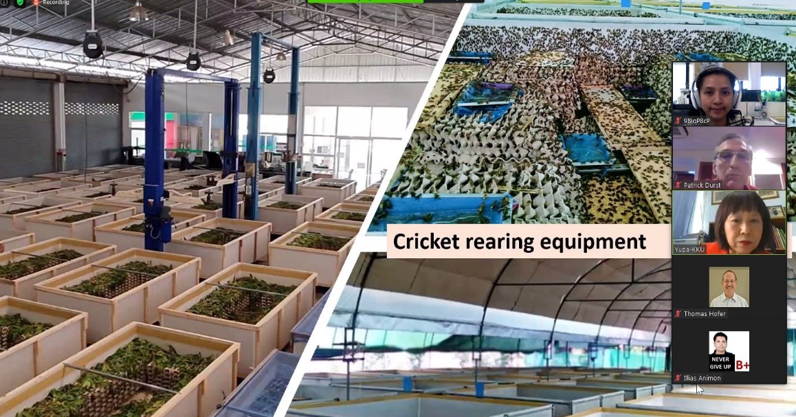 食用蟋蟀养殖赚钱吗农村,食用蟋蟀养殖