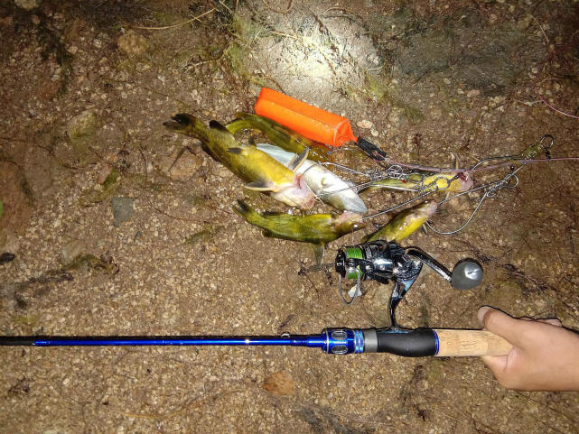 黄颡鱼叫什么名字,黄颡鱼湖南这边叫什么