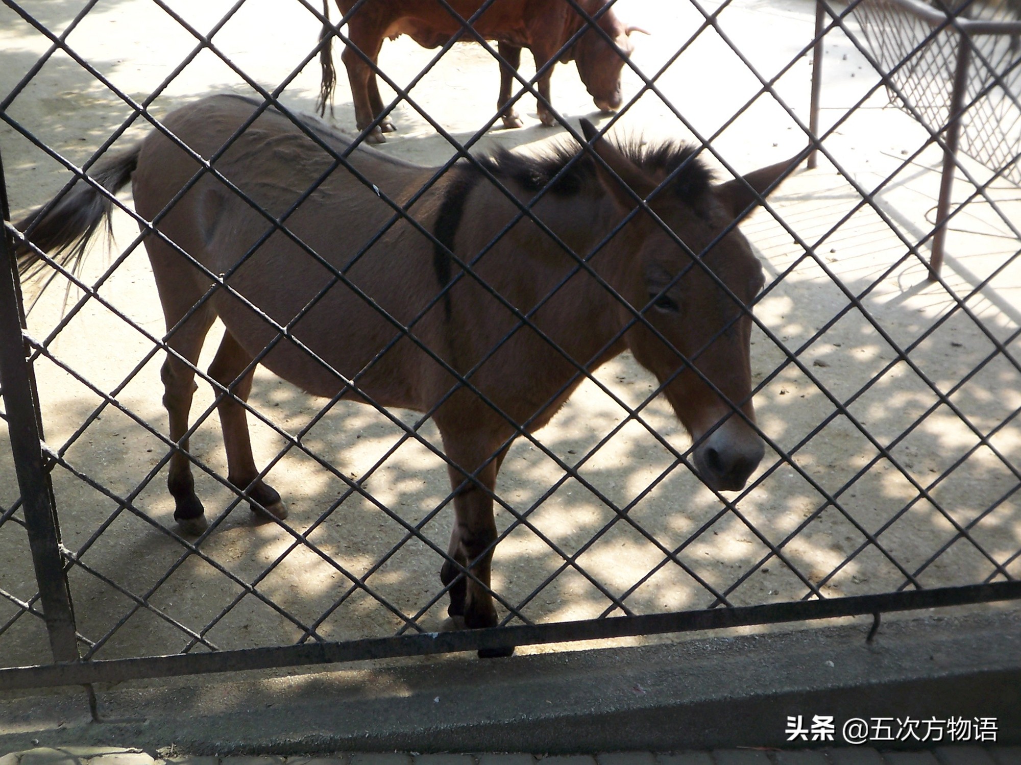 骡子不能生育的原因是谁惹的祸,为什么马和驴生的骡子不能生育