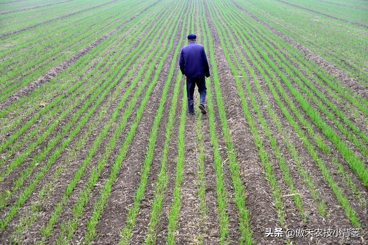 小麦早打和晚打有什么区别,小麦晚播品种能否早播