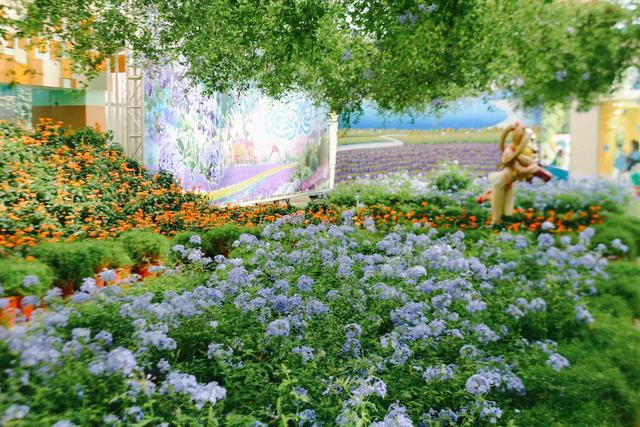 广州南沙百万葵园,广州百万葵园景点图片大全