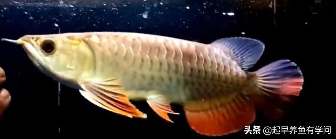 红龙养殖基本知识,红龙养殖十大误区