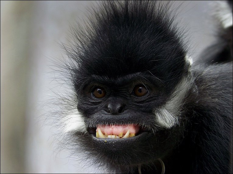 瀛愪笉璇潕閫氬垽,闃呭井鑽夊爞瀛愪笉璇潕閫氬垽