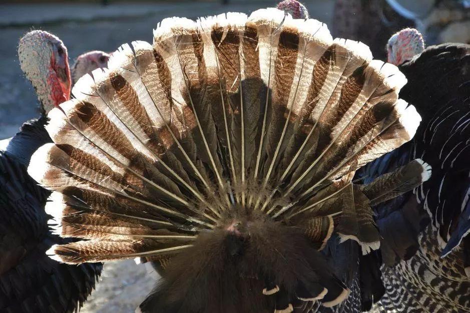 为什么火鸡那么难吃,火鸡有多辣