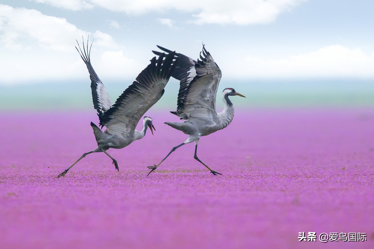 鸟类欣赏,鸟类观鸟图片