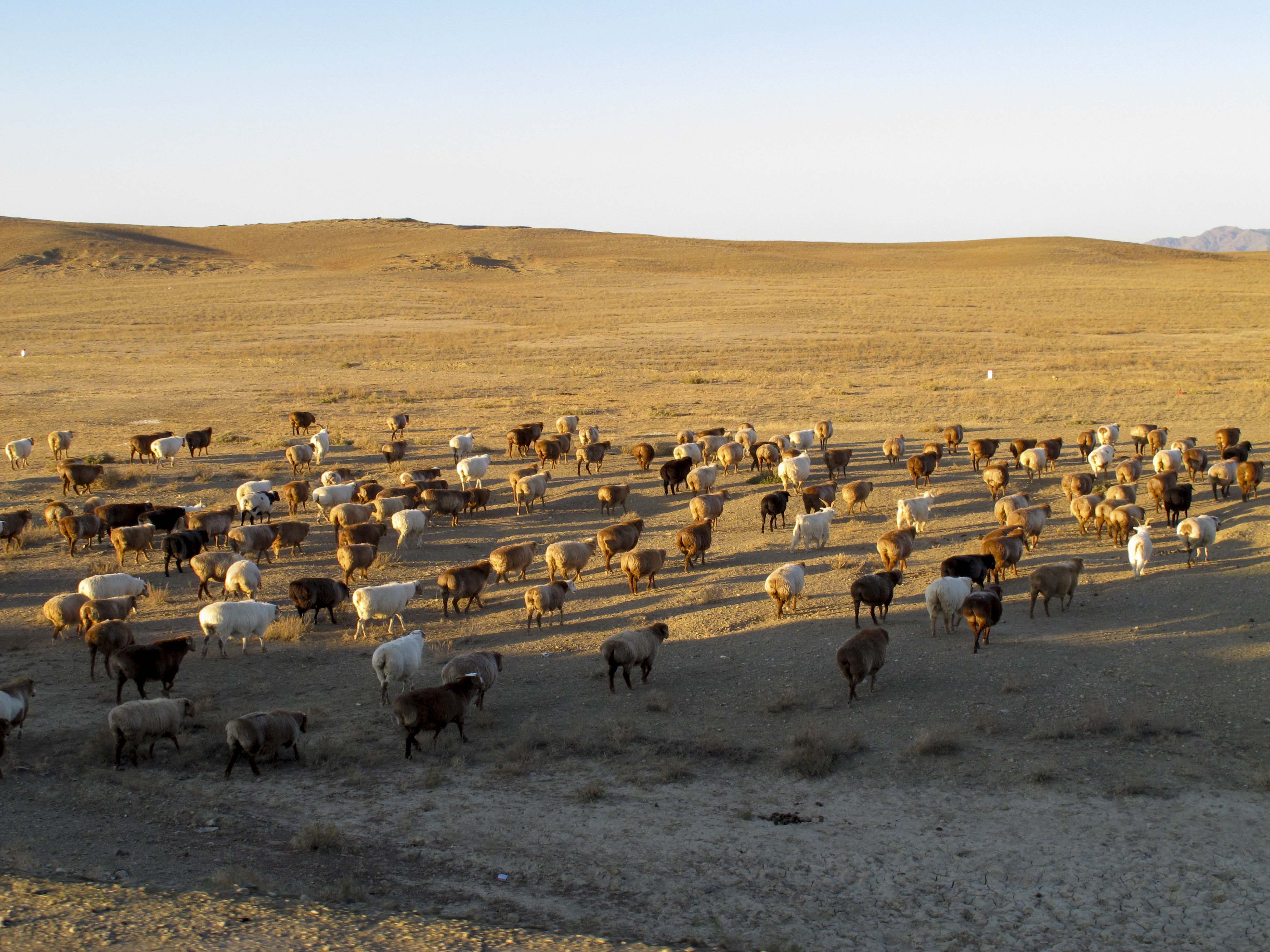 绮丽的原生态牧场,秀美善良的哈萨克姑娘,我的*疆新**南山牧场艳遇