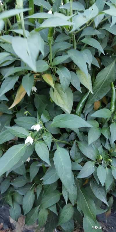 辣椒结辣椒后慢慢变黄了,辣椒叶片发白怎么治