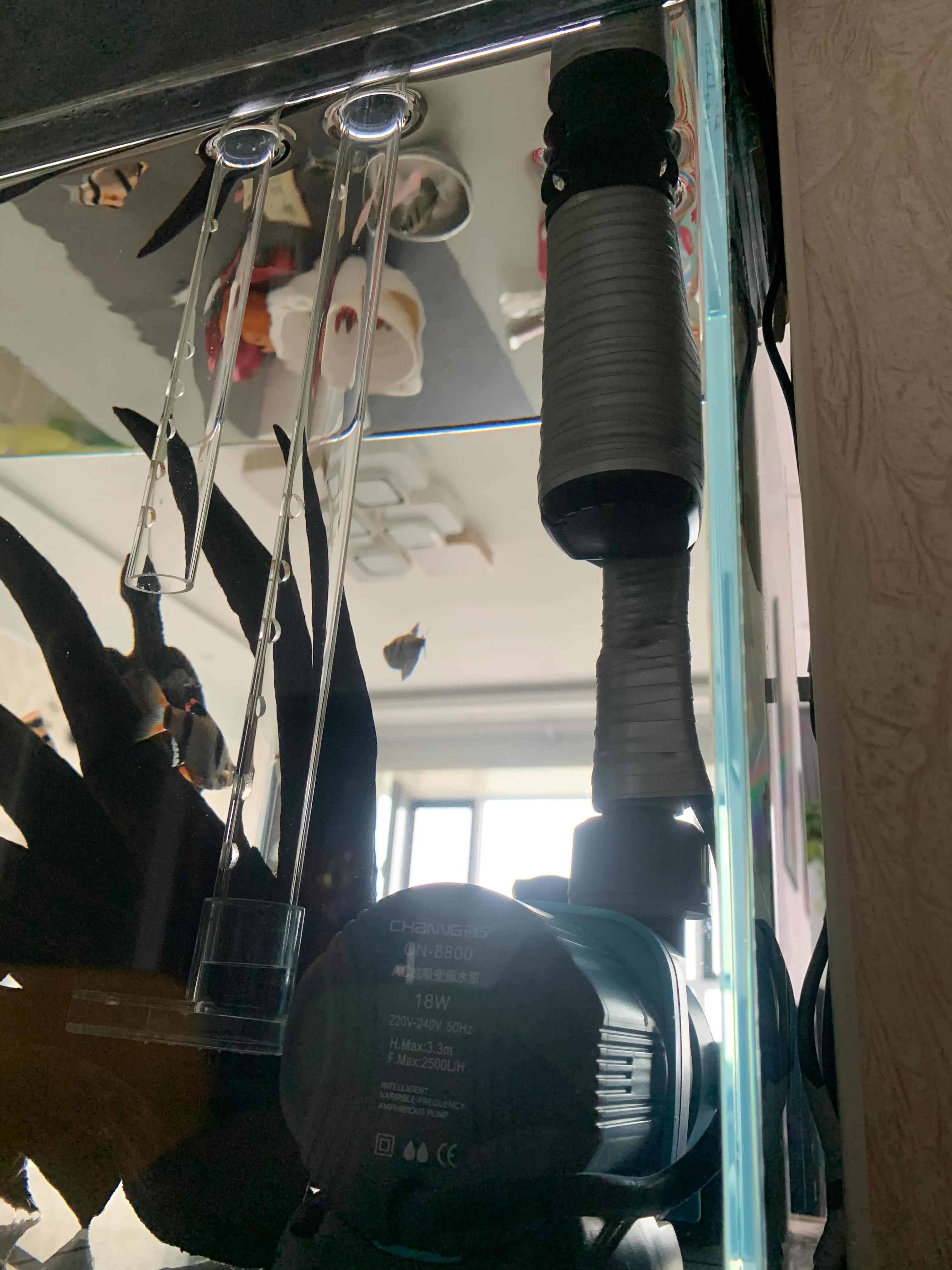 侧滤鱼缸养麝香龟,麝香龟在鱼缸里面怎么养