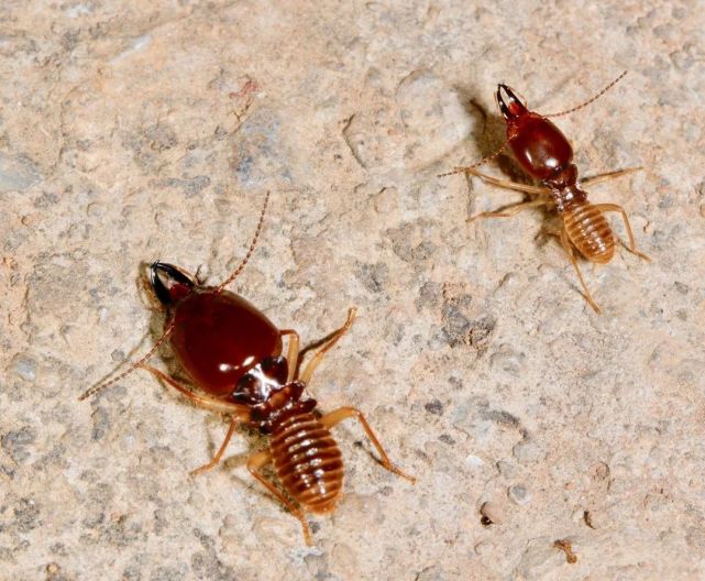 蚂蚁可以用树叶做什么有趣的事情,蚂蚁生长过程纪录片