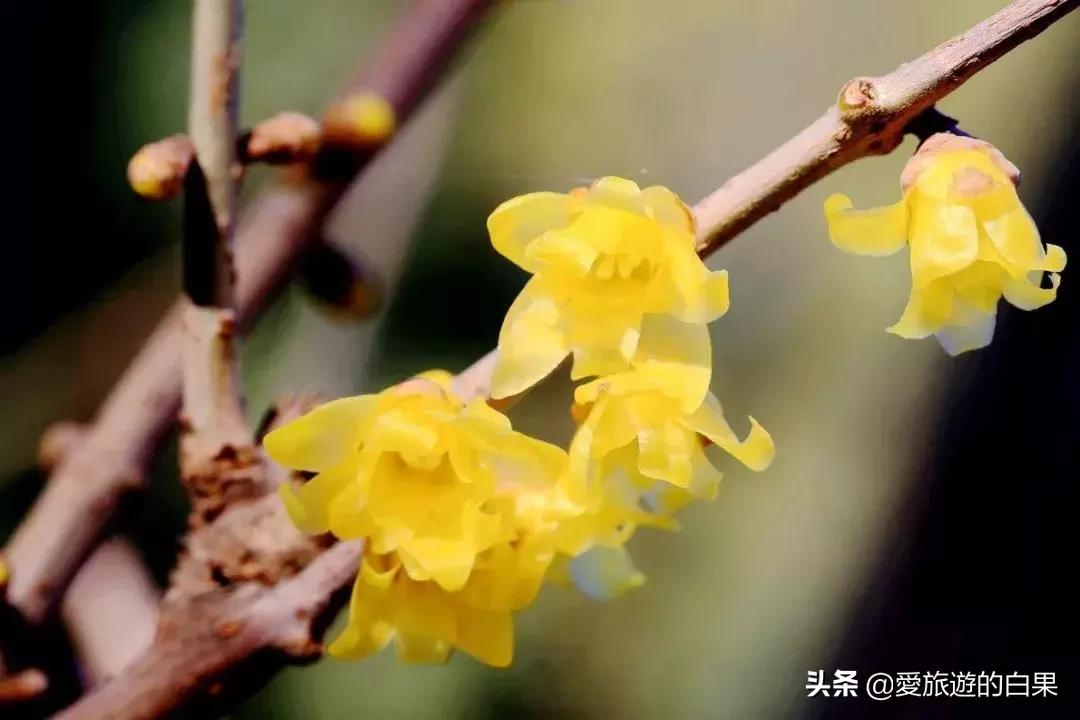 腊梅花开放视频,成都看腊梅的地方