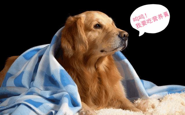 高蛋白低脂营养膏宠物,美施美康宠物营养膏