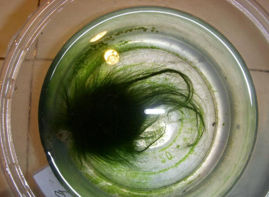 乌龟背上全部都是白白的,男子发现乌龟身上长绿毛