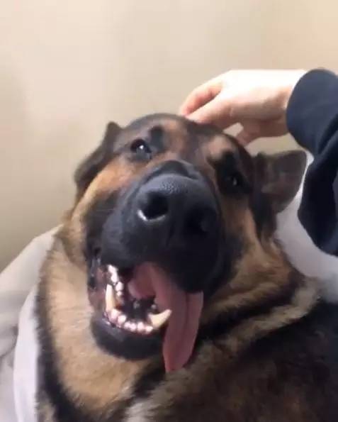 德国牧羊犬凶悍,德国牧羊犬高大威猛