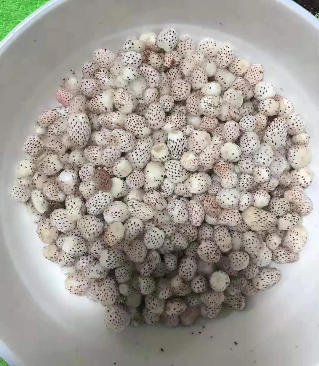 50元一斤草莓被骗,一颗60元白色草莓