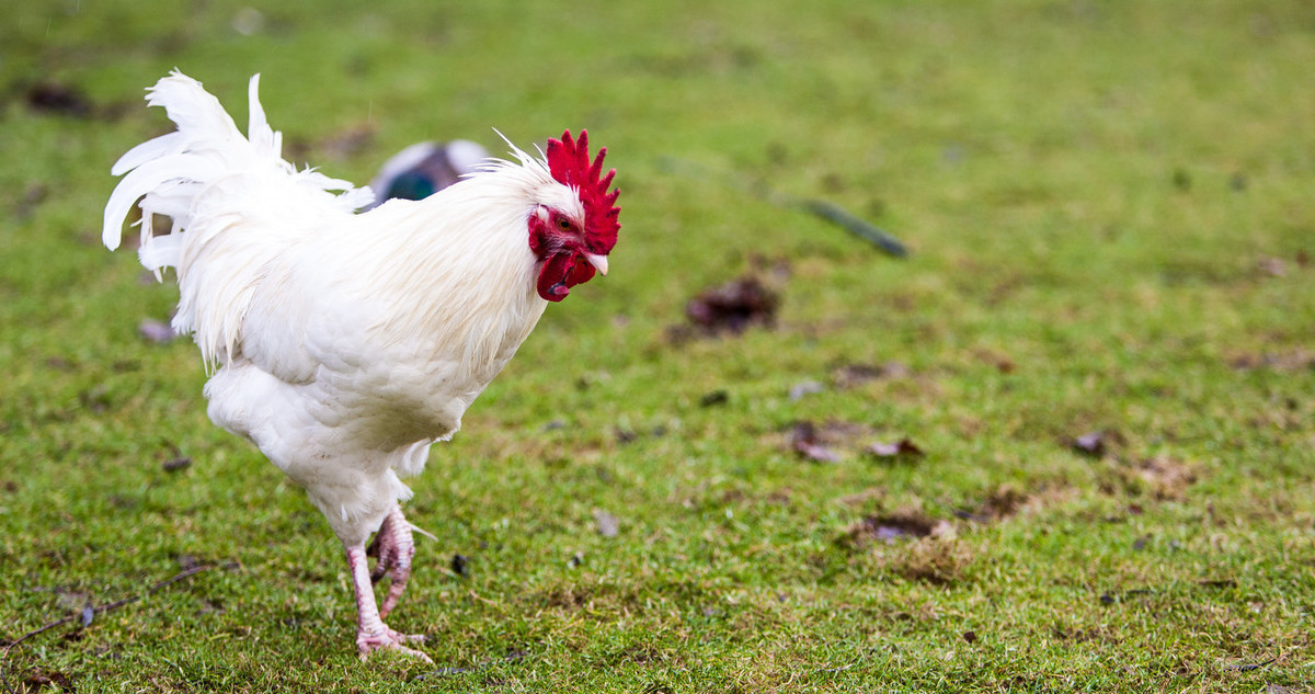 养鸡冷知识:大豆喂鸡有讲究,不小心就会要了鸡的命