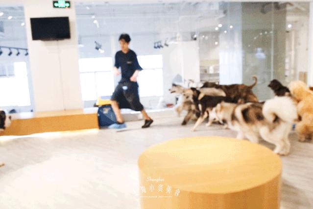 2019宠物排名,2022宠物排行榜