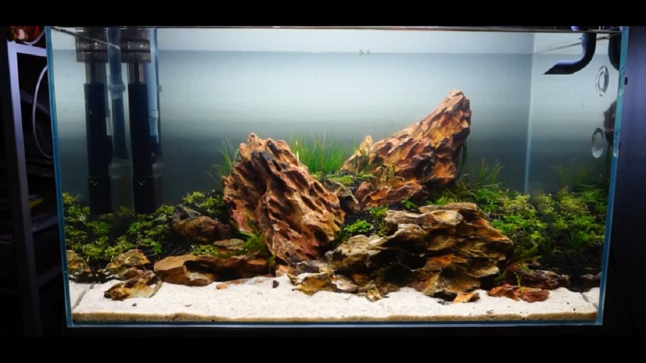 草缸皇冠水草造景,假山草缸水草造景