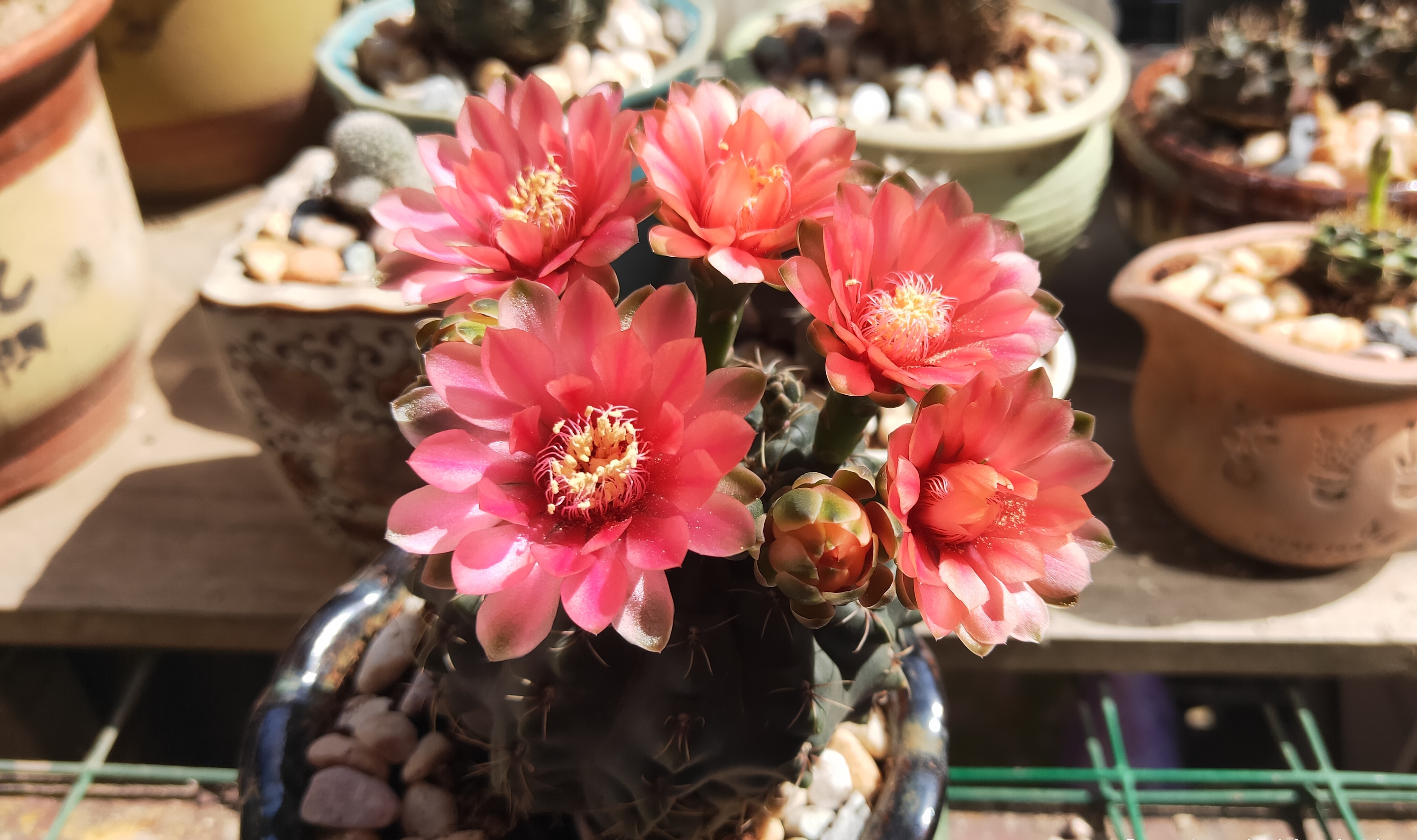 八种会开花的仙人球，每年花开好几次，美丽又好养，新手也能种