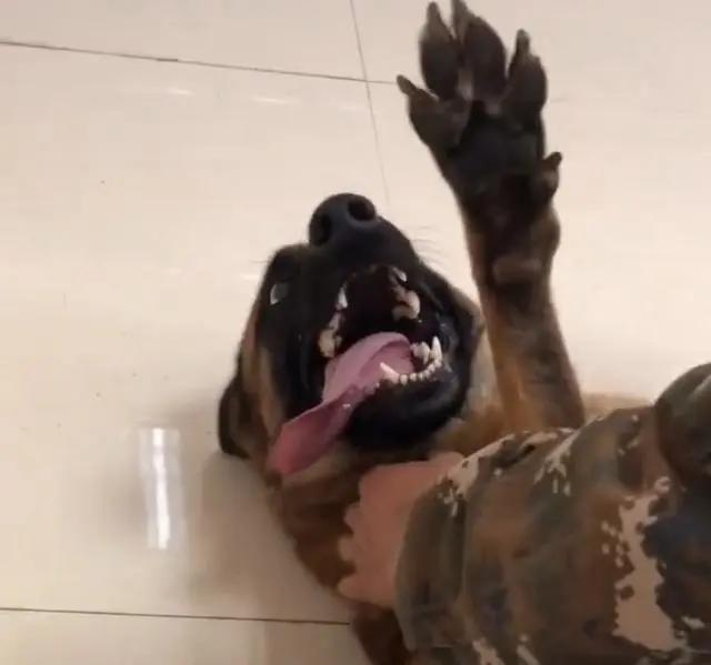 搜救犬排队打疫苗,狗子以为加鸡腿,见到医生后,狗子的反应亮了