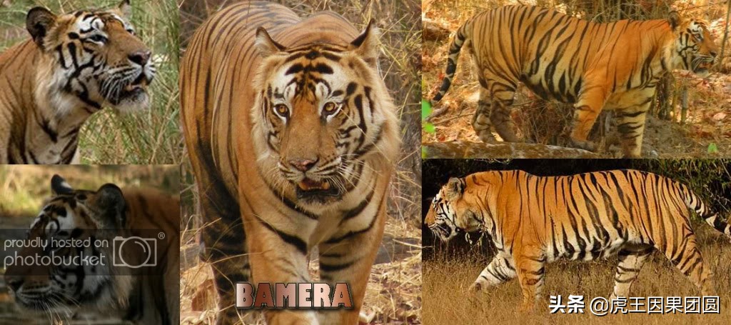 巴梅拉雄虎,传奇虎王战斗视频