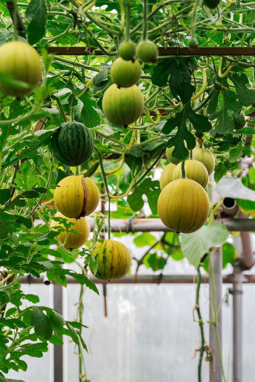 按吨起步支援湖北,背后是世界第一硬核蔬菜大国