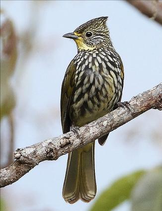 东江揽胜,惠州淡水常见鸟类图谱