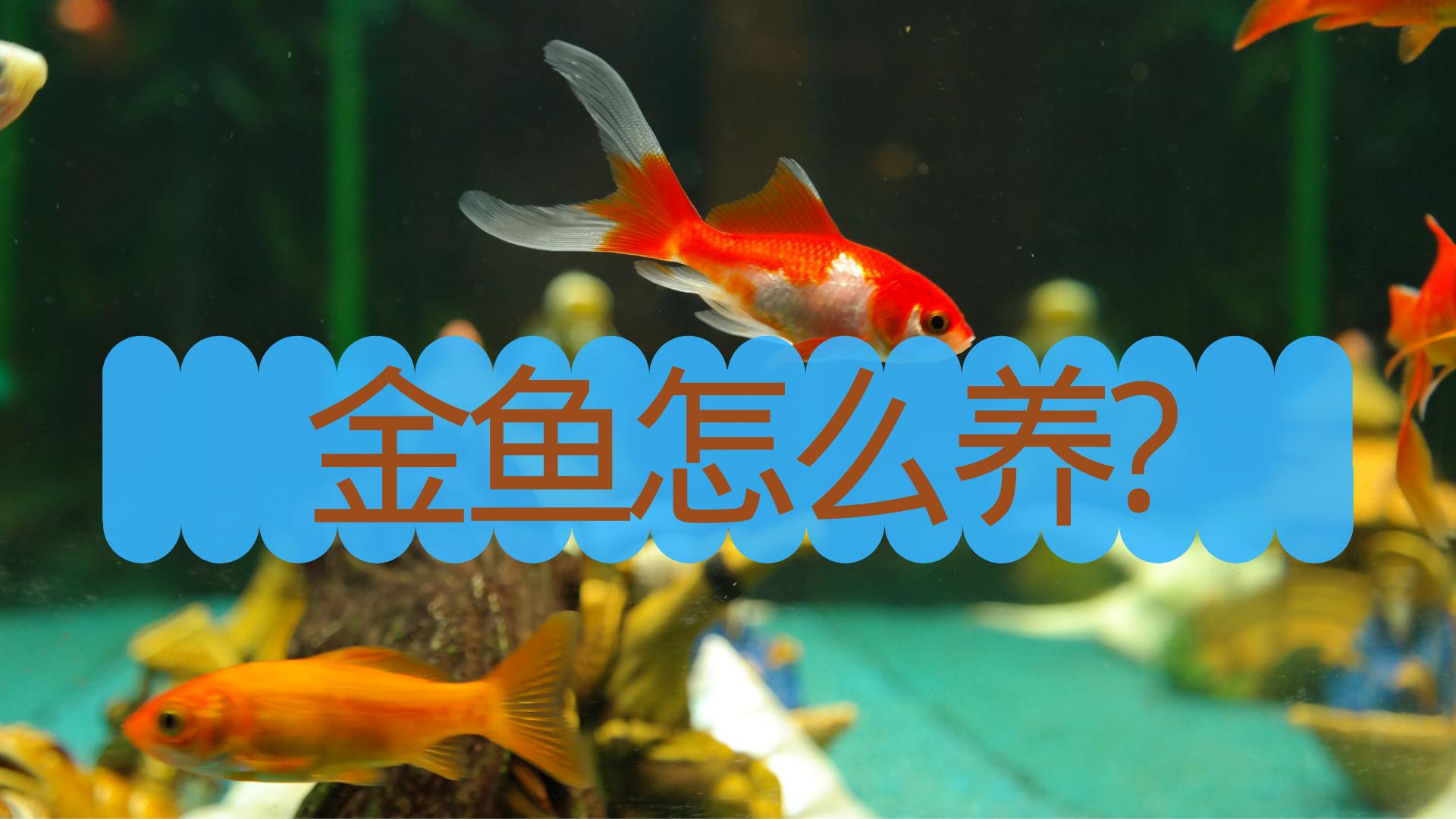 金鱼怎么养最鲜艳视频教程,金鱼需要打氧吗
