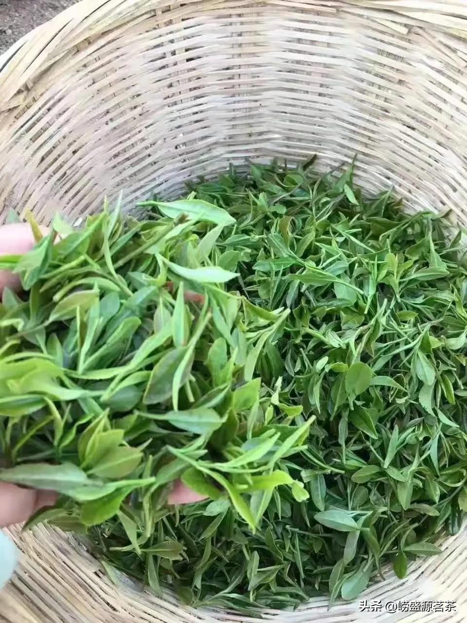 青岛崂山茶的特点,青岛崂山茶叶简介