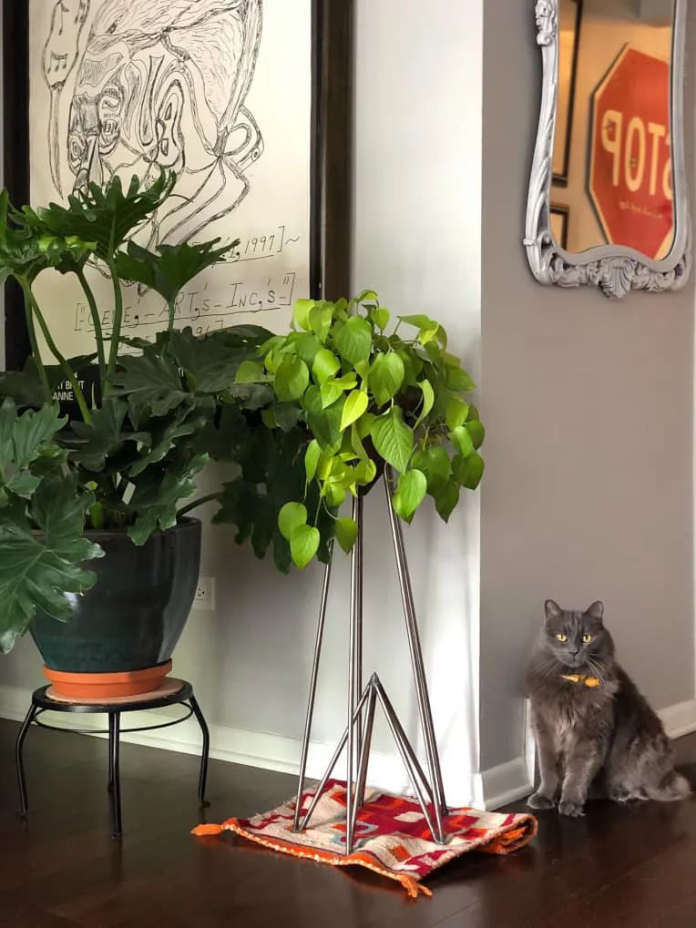 100㎡的家养了99株植物，我醉氧了…