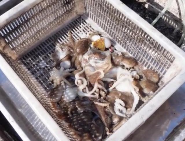 青岛泊里大集海鲜烩饼加工费,青岛海鲜早市海鲜烩饼