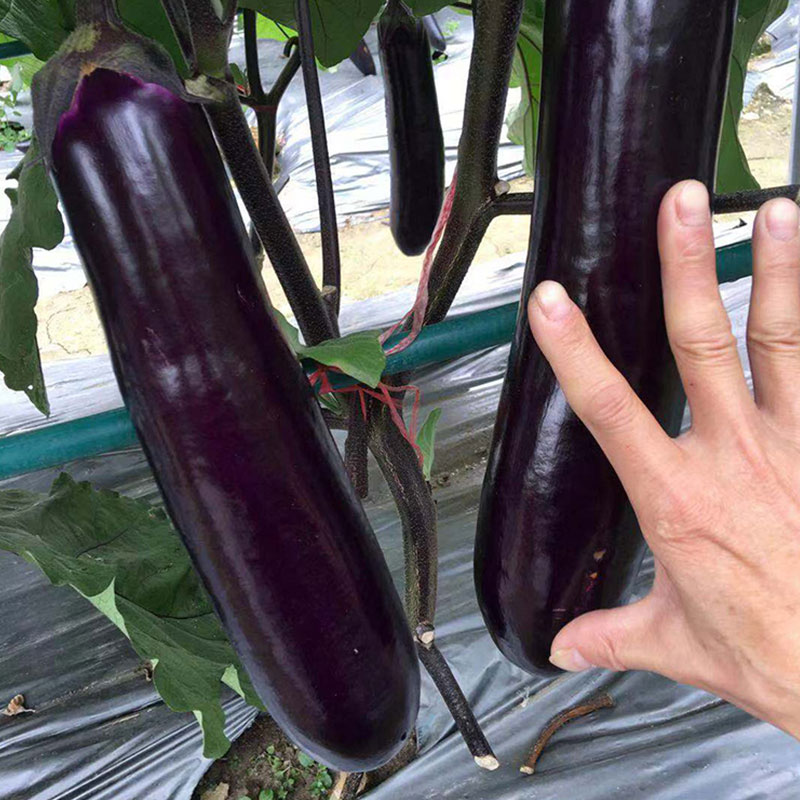 高产中茄品种,紫色圆茄单果重