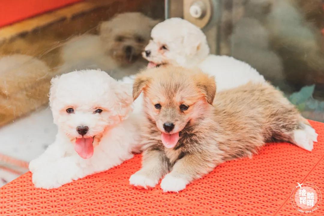 逛逛园博花鸟市场,园博花鸟市场攻略