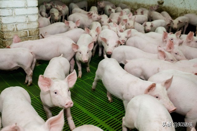 养猪小苏打拌料的用途,小苏打加葡萄糖在养猪中的应用