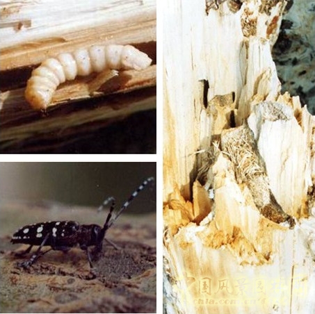 光肩星天牛危害特征及生物防治,光肩星天牛的特征和名字的由来