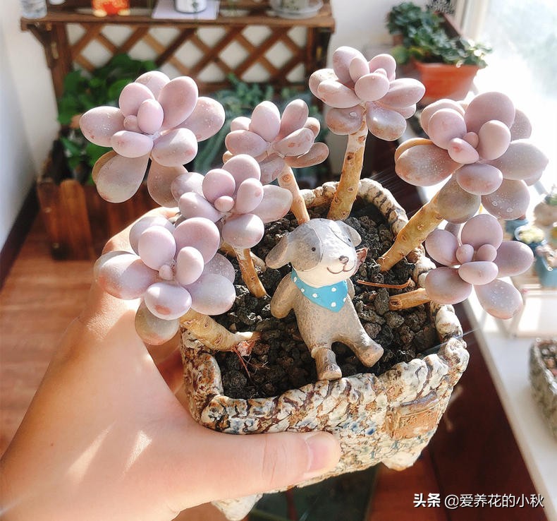 桃蛋爆盆养殖技术,桃蛋爆盆的正确方法