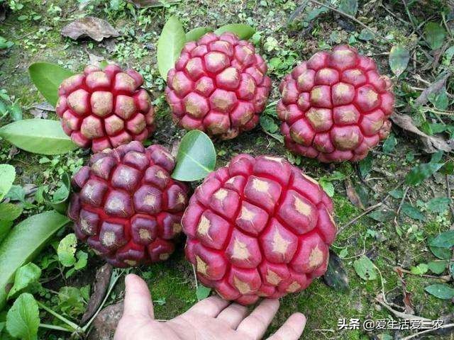 农村各个季节的野果,秋季有什么野菜野果