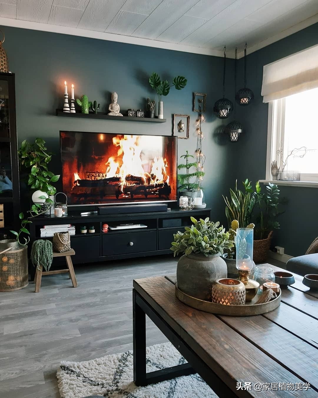 假期中,家里的「留守植物们」该怎么办呢?