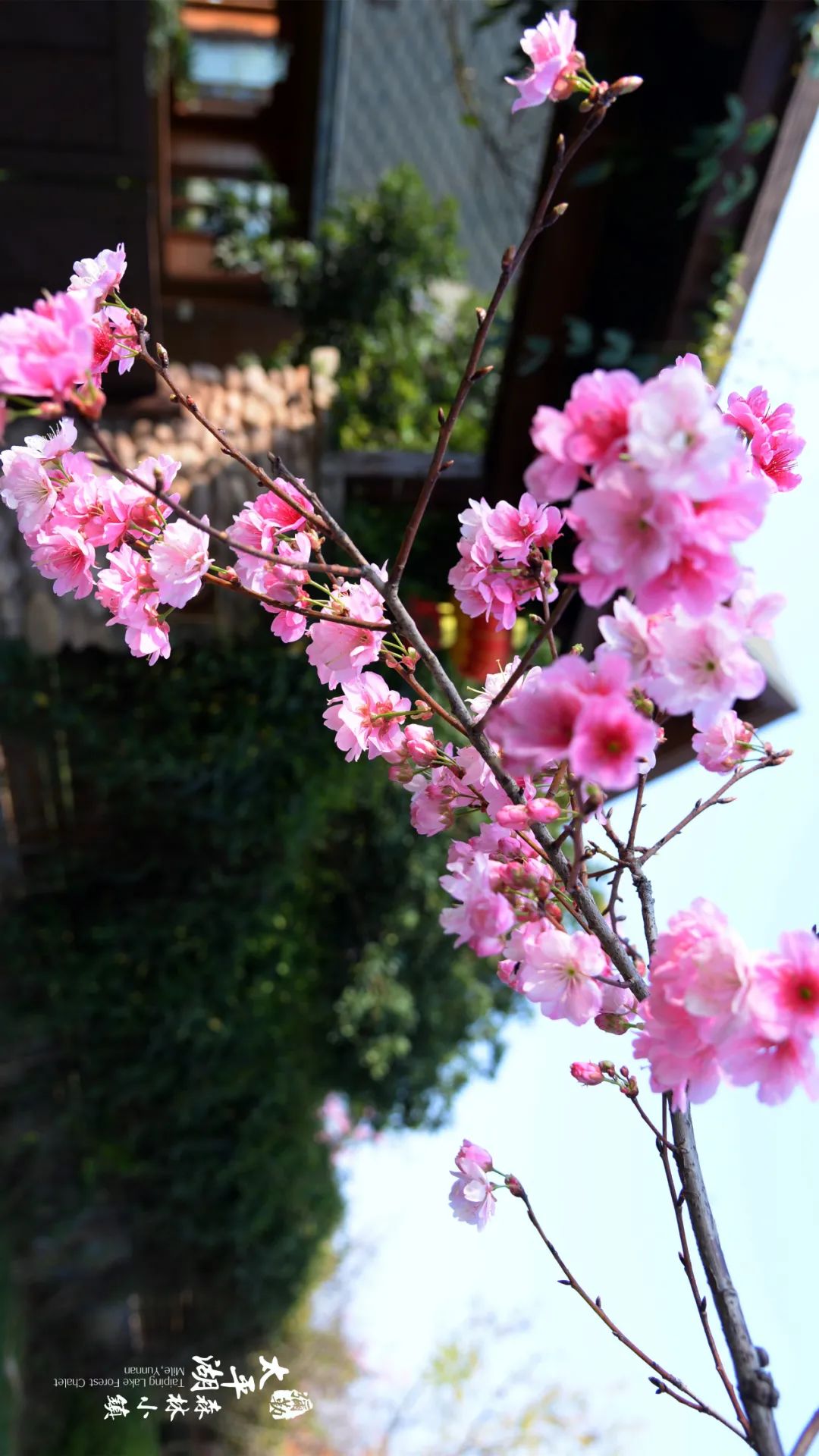 三月弥勒什么地方可以赏花,弥勒3月赏花攻略